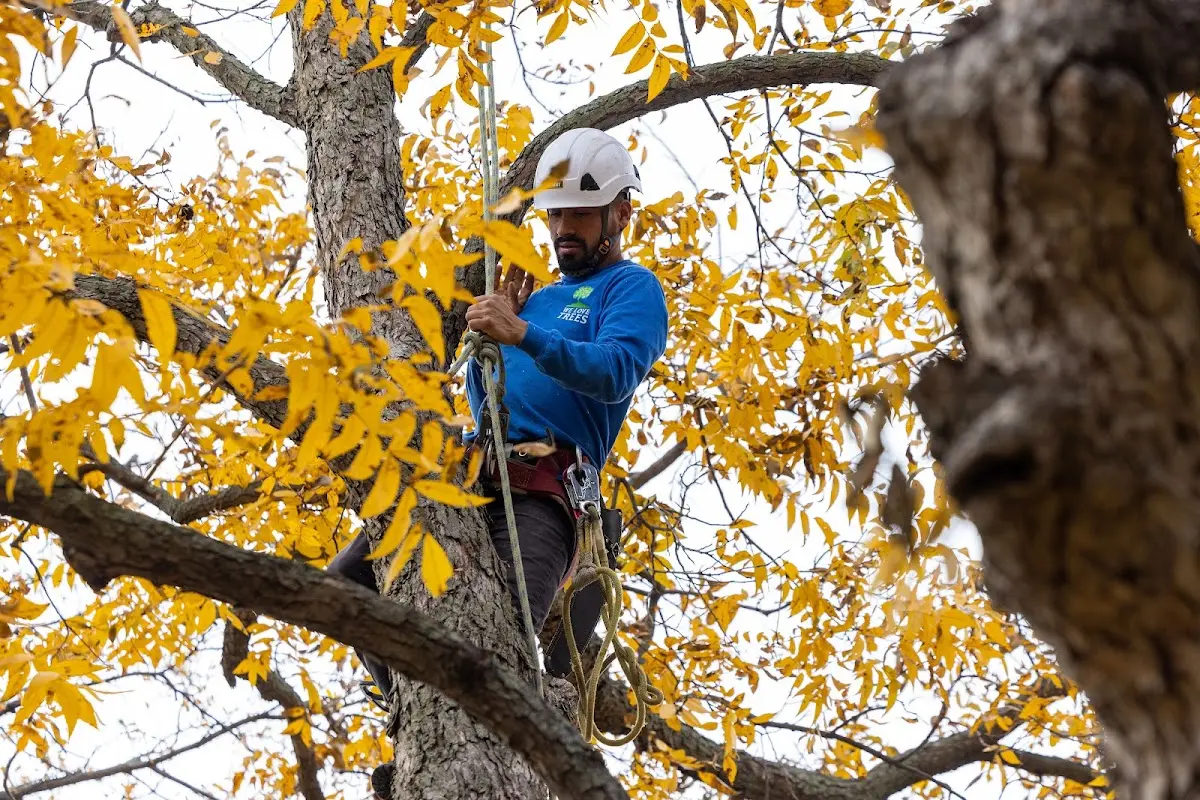 Skilled Tree Transplanting crew working in Hampton